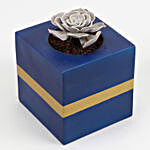 Echeveria Succuledusty Rose Succulent Plant In Blue With Gold Strip Pot