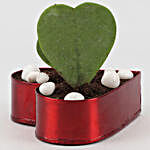 Hoya Plant In Red Heart Pot