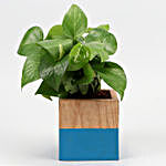 Money Plant Green In Blue & Wood Ash Square Pot