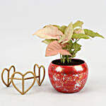 Pink Syngonium Plant In Cute Glittery Red Pot