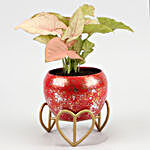 Pink Syngonium Plant In Cute Glittery Red Pot
