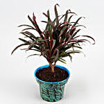 Red Dracena Plant In Blue Hand Printed Pot