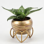 Sansevieria Green Plant In Stone Finish Stylish Pot