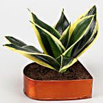 Sansevieria Milt Plant In Orange Heart Pot