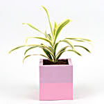 Song Of India Plant In Lavender & Pink Planter Pot