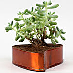 Stonecrop Succulent Plant In Orange Heart Pot