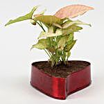Syngonium Pink Plant In Red Heart Pot