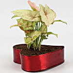 Syngonium Pink Plant In Red Heart Pot