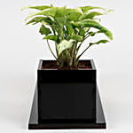 Syngonium Plant In I m Lucky To Have You Table Top Planter