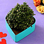 Table Kamini Plant In Sky Blue Heart Pot