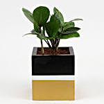 Zamia Plant In Black & Golden Pot