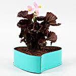 Begonia Plant In Sky Blue Heart Pot