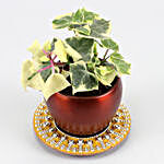 English Ivy Plant In Teak Pot And Beautiful Mirror Plate