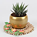 Howarthia Zebra Plant In Golden Pot And Decorative plate