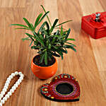 Podocarpus Plant In Orange Pot And Red Heart Plate