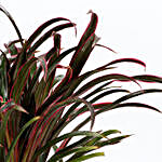 Dracaena Red Plant