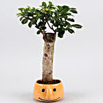 Ficus Trunk Plant In Smiley Ceramic Pot