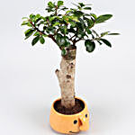 Ficus Trunk Plant In Smiley Ceramic Pot