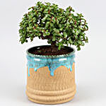 Jade Plant In Blue & Beige Ceramic Pot