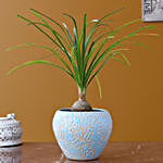 Nolina Palm Plant In Sky Blue Ceramic Pot