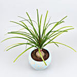 Nolina Palm Plant In Sky Blue Ceramic Pot