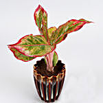 Red Aglaonema Plant In Brown Ceramic Pot