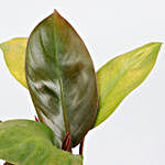 Red Philodendron In Golden Metal Pond With Stand