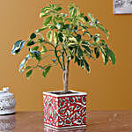 Schefflera Plant In Handpainted Ceramic Pot