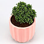 Table Kamini Plant In Pink Ceramic Pot