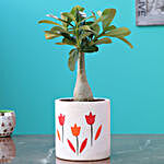 Adenium Desert Rose In Flower Print Ceramic Pot