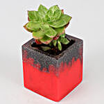 Aeonium Kiwi Succulent Plant In Designer Pot