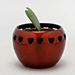 Hoya Plant In Heart Cut Pot & Candle Pot