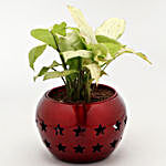 Syngonium Plant In Star Cut Pot & Candle Pot