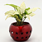 Syngonium Plant In Star Cut Pot & Candle Pot