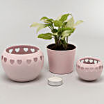 Syngonium Plant In White Heart Pot & Candle Pot