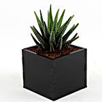 Howarthia Plant In Lucky Quote Frame Planter