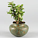 Jade Plant In Classic Green Matki Pot