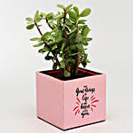 Jade Plant In Metallic Pink Pot With Frame