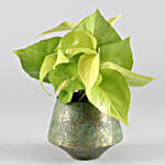 Money Plant In Gorgeous Green Taper Pot