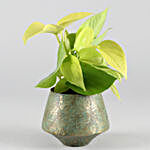 Money Plant In Gorgeous Green Taper Pot
