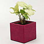 Syngonium Plant In Heart Balloon Pot With Frame