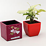 Syngonium Plant In Heart Balloon Pot With Frame