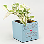 White Pothos Plant In Love Special Pot With Frame