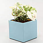 White Pothos Plant In Love Special Pot With Frame