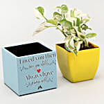 White Pothos Plant In Love Special Pot With Frame