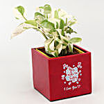 White Pothos Plant In Love Red Pot With I Love U Decor