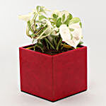 White Pothos Plant In Love Red Pot With I Love U Decor