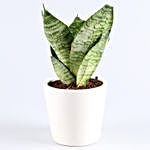 Green Sansevieria In Personalised Conical Vase