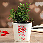 Jade Plant In Personalised Ceramic Vase