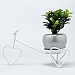 Ficus Compacta Plant In Metal Pot On White Rickshaw